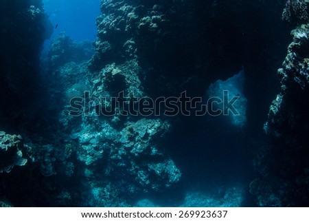 A coral reef is riddled with caves, caverns, and holes. Reefs are made by living organisms but they are also continually eroded by marine life.