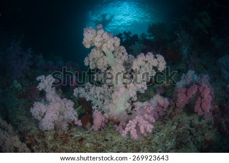 A bouquet of soft corals thrive in Palau\'s inner lagoon at Soft Coral Arch. This beautiful Micronesian island nation is known for its high marine biodiversity and excellent diving and snorkeling.