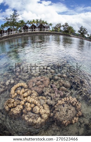 A reef composed of hard corals grows near a resort in Palau. The warm, clear waters of this Micronesian island nation support a wide diversity of reef fish and invertebrates.