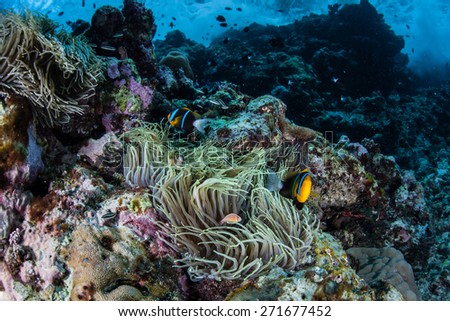 Anemonefish swim among the tentacles of their host anemone on a reef in the Solomon Islands. This beautiful region is the easternmost part of the Coral Triangle and harbors high marine biodiversity.