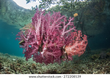 A bouquet of bright soft corals grow on mangrove roots in Raja Ampat, Indonesia. This remote region is the heart of the Coral Triangle and harbors the greatest marine biodiversity on Earth.