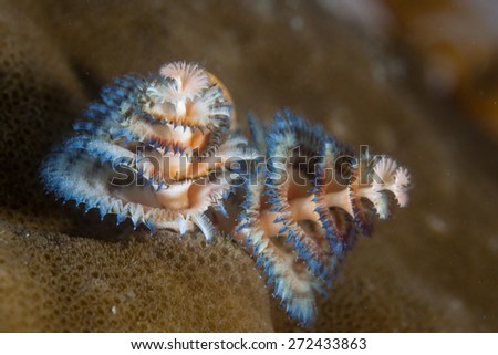 A Christmas tree worm (Spirobranchus gianteus) lives on a reef in the tropical western Pacific Ocean. This tube-building polychaete worm is a common inhabitant of reefs all over the world.
