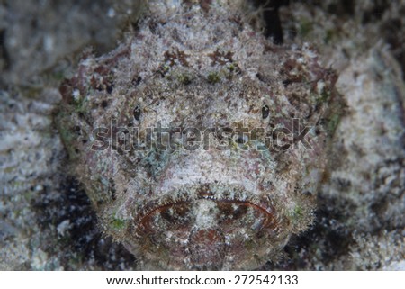 A well-camouflaged scorpionfish (Scorpaenopsis sp.) lies on a coral reef in Indonesia. This venomous species is a common predator of small reef creatures.
