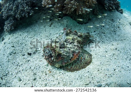 A well-camouflaged stonefish (Synanceia verrucosa) lies on a coral reef in Indonesia. This venomous species is a common predator of small reef creatures.