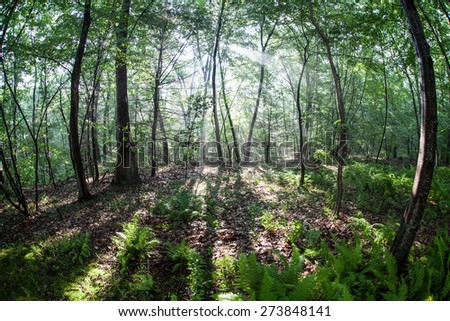 Afternoon sunlight shines into a forest in New England. The temperate forests of North America grow wildly during the long, warm summer days.