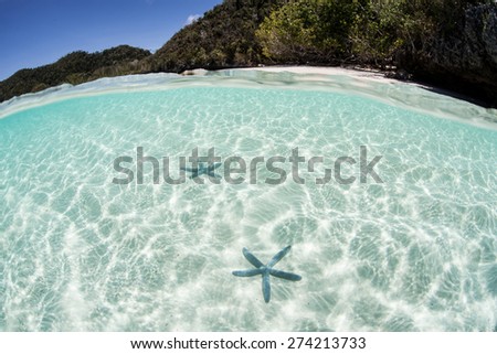 Starfish crawl slowly across the sandy seafloor near a remote island in Raja Ampat, Indonesia. This area is known as the heart of the Coral Triangle and houses high marine biodiversity.