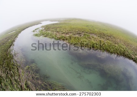 A narrow channel runs through a salt marsh in a shallow bay on Cape Cod, Massachusetts. Marshes are vital to the environmental health of this region. They are habitat for a diversity of life.