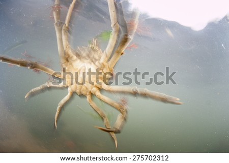 A decorator crab is swept up in a strong tidal current in a shallow bay in Cape Cod, Massachusetts.