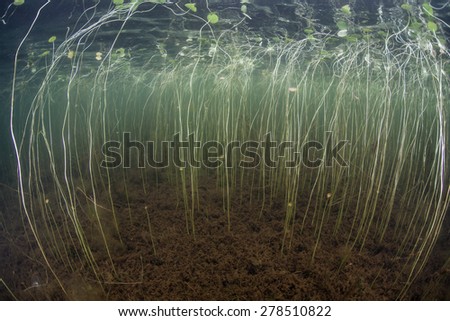 Aquatic plants grow along the edge of a lake in New England. Freshwater plants offer protective habitat for many fish and invertebrates that live in ponds and lakes.