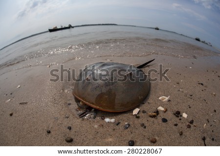 A Horseshoe crab (Limulus polyphemus) crawls along the edge of a bay in Cape Cod, Massachusetts. Though they resemble crustaceans horseshoe crabs are more closely related to arachnids.