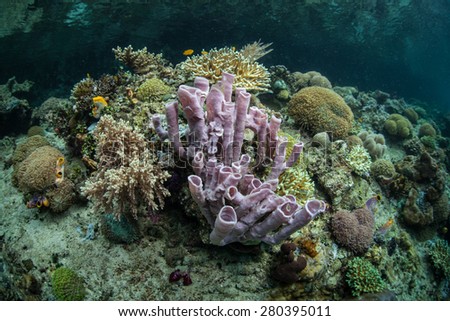 Sponges, corals, and other invertebrates grow on a coral reef in Raja Ampat, Indonesia. This tropical region is part of the Coral Triangle and is known for its high marine biodiversity.