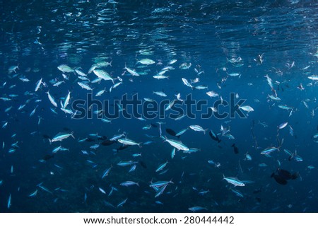 Reef fish school while feeding on plankton in the shallow waters of the Solomon Islands. These fish are fusiliers which live just off coral reefs throughout the Indo-Pacific region.