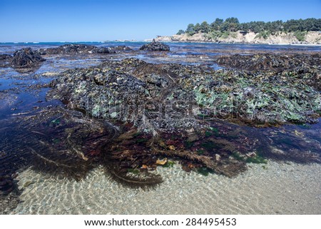 Kelp washes up into shallow water along the rugged northern California coast. Kelp plays a major ecological role in temperate coastal marine ecosystems.