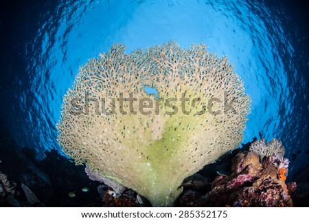 A table coral (Acropora sp.) grows on a reef in Wakatobi National Park, Indonesia. This area, found just south of Sulawesi, harbors some of the Coral Triangle\'s most healthy reefs.