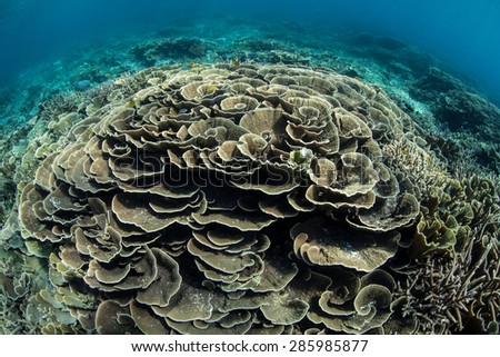 Fragile, foliose corals grow on a reef in Raja Ampat, Indonesia. This area, found off the west coast of Papua, harbors some of the Coral Triangle\'s most healthy and robust reefs.