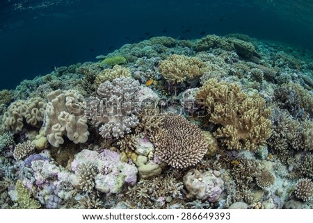 An array of coral colonies compete for space to grow on a reef in Wakatobi National Park, Indonesia. This area, found just south of Sulawesi, harbors some of the Coral Triangle\'s most healthy reefs.