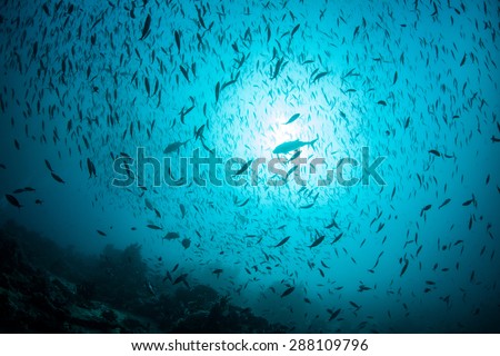 Planktivorous reef fish feed on planktonic organisms above a reef in Raja Ampat, Indonesia. This area is known for strong currents and harbors the Coral Triangle\'s most healthy marine habitats.