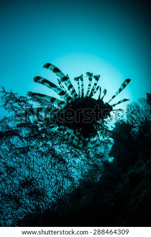 A lionfish is silhouetted as it swims along a coral reef slope in Indonesia. Lionfish are ravenous predators of small fish and invertebrates on reefs throughout the Indo-Pacific.