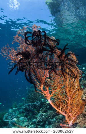 Black feather stars cling to a gorgonian in Raja Ampat, Indonesia. This remote, tropical area, off the west coast of New Guinea, is home to more marine species than anywhere else on Earth.