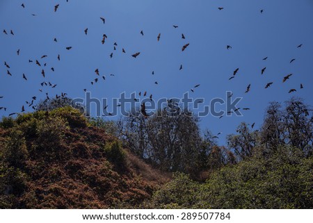 Fruit bats fly above a remote limestone island in Raja Ampat, Indonesia. Such bats will colonize trees on islands that have few predators but they will migrate to nearby areas to feed on fruit.