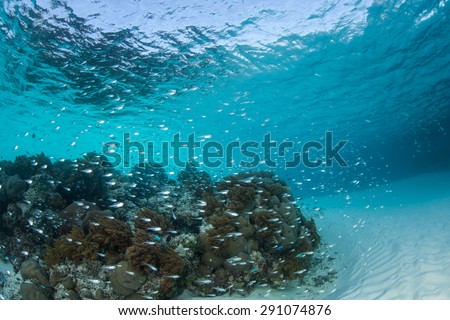 Small fish surround a coral bommie in the shallows of Raja Ampat, Indonesia. This diverse region supposedly contains more marine species than anywhere else on Earth.