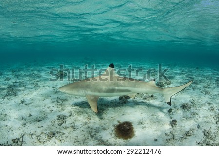 A Blacktip reef shark (Carcharinus melanopterus) cruises in the shallow lagoon of Bora Bora in French Polynesia. Sharks are apex predators on coral reefs throughout the world.