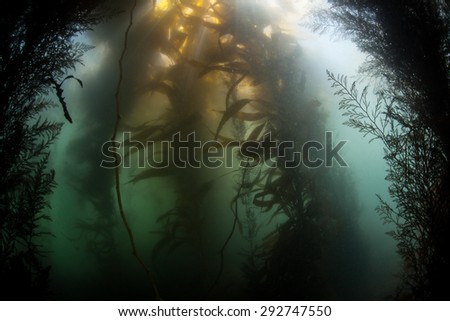 Sunlight filters down through the thick canopy of a forest of giant kelp in Monterey, California. Kelp flourishes during summer months when days are long and storms are few.