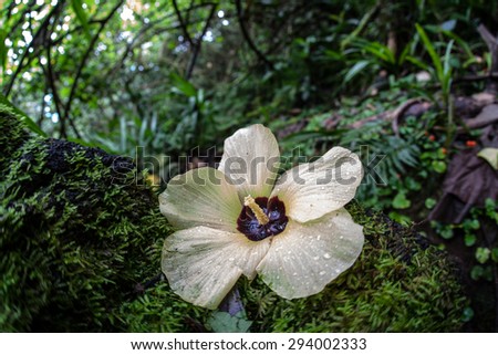 A fallen flower lays on the floor of a tropical rainforest on an island in French Polynesia.