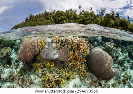 A healthy coral reef grows in shallow water in the Solomon Islands. This Melanesian archipelago is one of the most biodiverse areas on Earth for marine organisms.