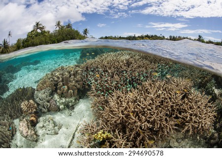 A healthy, beautiful coral reef grows in shallow water in the Solomon Islands. This Melanesian archipelago is one of the most biodiverse areas on Earth for marine organisms.