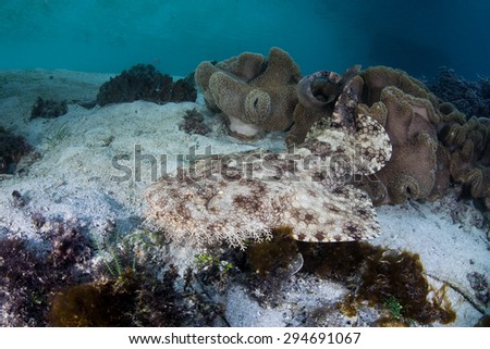 A Tasseled wobbegong shark lays on a coral reef in Raja Ampat, Indonesia. This well-camouflaged ambush predator feeds on small reef fish and crustaceans.