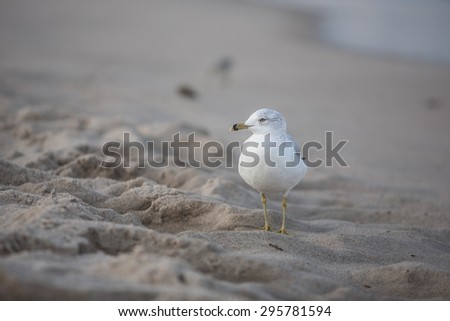A seagull searches a Cape Cod beach at low tide for bits of food washed ashore by the Atlantic Ocean.
