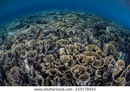 A fragile coral reef grows in shallow water in Komodo National Park, Indonesia. This fascinating region, part of the Ring of Fire, is home to an amazing diversity of marine life.