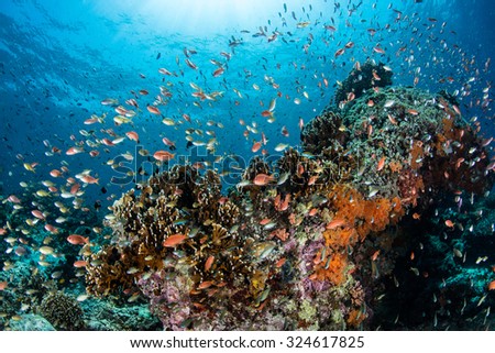 Vibrant reef fish feed on plankton above a coral reef in Indonesia. This area harbors extraordinary marine biodiversity and is a popular destination for divers and snorkelers.