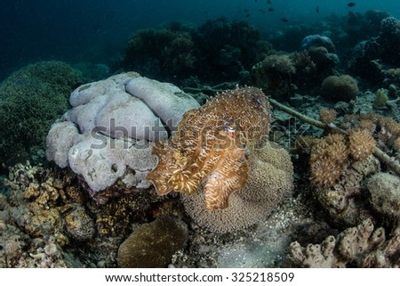 A Broadclub cuttlefish (Sepia latimanus) hovers above a coral reef in Indonesia. Cuttlefish have the ability to change both their color and texture in just seconds.