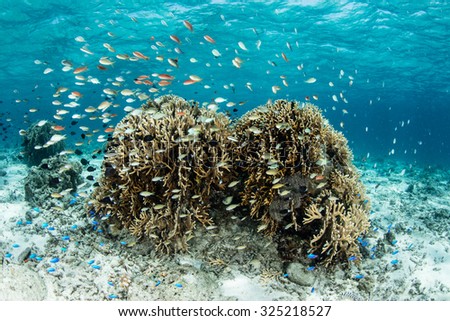 Small, colorful reef fish hover near corals on a shallow reef in Indonesia. This area harbors extraordinary marine biodiversity and is a popular destination for divers and snorkelers.