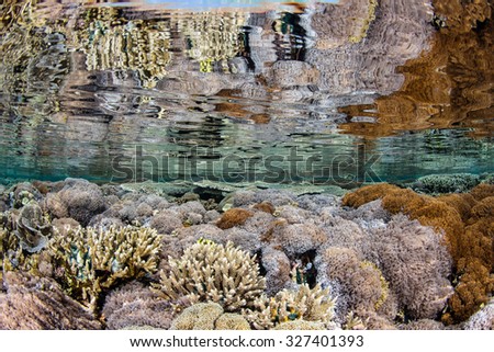 A healthy reef of soft corals grows in extremely shallow water in Komodo National Park, Indonesia. This region is a popular destination for scuba divers and snorkelers due to its beautiful reefs.