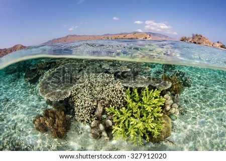 A fragile coral reef grows on a coral reef in Komodo National Park, Indonesia. This region is known for its marine biodiversity and is a popular destination for divers and snorkelers.