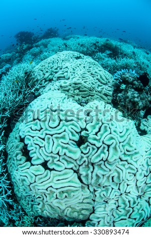 Corals are turning white as they bleach. Coral bleaching occurs when intracellular endosymbionts (zooxanthellae) are lost due to high sea surface temperatures or other environmental conditions.