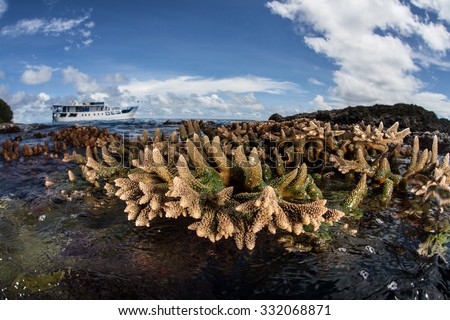 A coral colony is exposed to air at low tide in the Solomon Islands. This remote area is part of the Coral Triangle and harbors a spectacular amount of marine biodiversity.