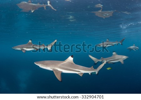 Blacktip reef sharks (Carcharhinus melanopterus) swim just under the surface of the tropical western Pacific. This small shark species is a common predator found in the shallows near coral reefs.