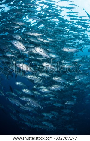 Bigeye jacks school in huge numbers around the remote island of Cocos in the eastern Pacific Ocean. This legendary Costa Rican island is known for its healthy fish and shark populations.