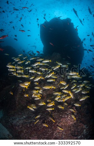 Snappers school in huge numbers around the remote island of Cocos in the eastern Pacific Ocean. This legendary Costa Rican island is known for its healthy fish and shark populations.