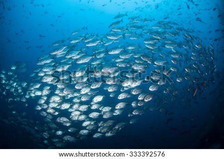 Jacks school in huge numbers around the remote island of Cocos in the eastern Pacific Ocean. This legendary Costa Rican island is known for its healthy fish and shark populations.