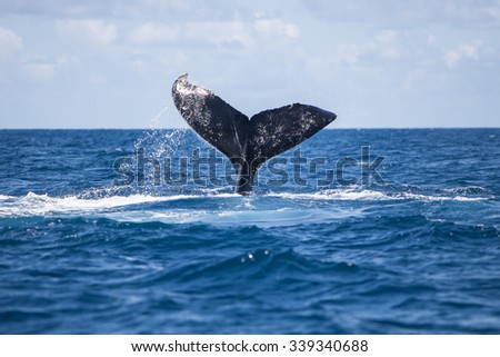 A Humpback whale (Megaptera novaengliae) raises its fluke at the surface of the Atlantic Ocean. Humpbacks are massive baleen whales, ranging from 39-52 feet long, with many interesting behaviors.