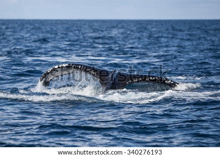 A Humpback whale (Megaptera novaengliae) raises its fluke as it dives in the Caribbean Sea. Humpbacks are massive baleen whales, ranging from 39-52 feet long, with many interesting behaviors.