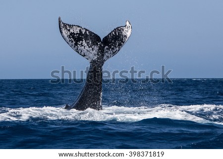 A Humpback whale (Megaptera novaeangliae) raises its powerful tail over the Atlantic Ocean. Many Atlantic Humpbacks feed in the nutrient-rich waters off New England and Newfoundland.