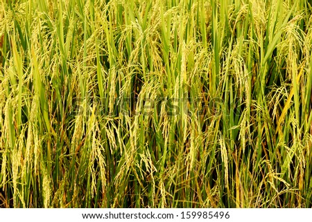 Paddy field or rice field in Ayudthaya, Thailand.