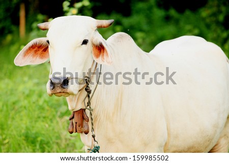 White cow feed for milk in the paddy field.
