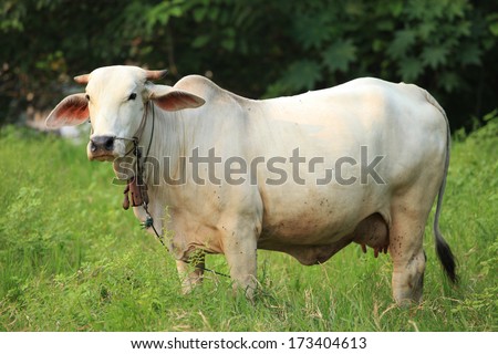 White cow feed for milk in the paddy field.